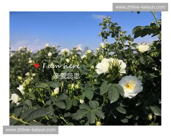 维京海盗的优雅与玫瑰谷的芬芳：丹麦与保加利亚的奇妙碰撞